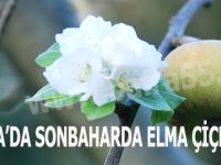 BAFRA’DA SONBAHARDA ELMA ÇİÇEK AÇTI