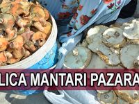 Bafra’da Kanlıca Mantarı Pazara İndi