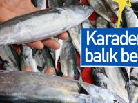 SAMSUN ATAKUM' DA BALIK BOLLUĞU