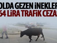 İnek sahipleri bu habere dikkat