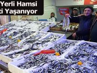 Bafrada Yerli Hamsi Bereketi Yaşanıyor