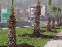 Tekkeköy’de Peyzaj ve Çevre Düzenleme Çalışmaları Devam Ediyor