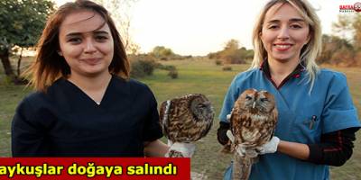 Yavru baykuşlar doğaya bırakıldı