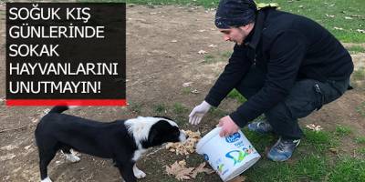 SOĞUK KIŞ GÜNLERİNDE SOKAK HAYVANLARINI UNUTMAYIN!