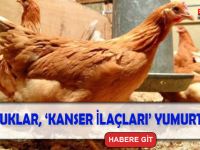Kanser İlaçları Yumurtlayan Tavuk Yetiştirildi!
