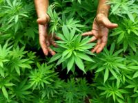 Kenevir ekecekler için izin uyarısı