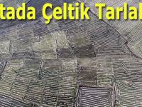 Deltada Çeltik Tarlaları