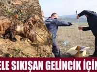 Tele Sıkışan Gelincik İçin