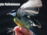 Deltada Kuşlar Halkalanıyor