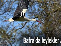 Bafra'da leylekler Artıyor