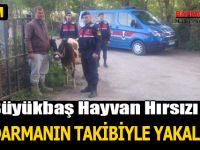 Büyükbaş hayvan hırsızı jandarmanın takibiyle yakalandı
