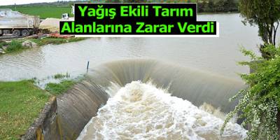 Havza'da Yağış Ekili Tarım Alanlarına Zarar Verdi