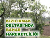 Kızılırmak Deltası Kuş Cennetinde Bahar Hareketliliği