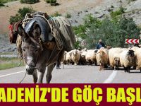KARADENİZ'DE GÖÇ BAŞLADI