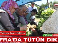 Bafra’da Tütün Dikimi