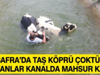 Bafra'da Taş Köprü Çöktü Hayvanlar Kanalda Mahsur Kaldı