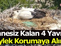 Annesiz Kalan 4 Yavru Leylek Korumaya Alındı