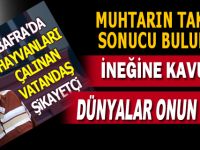 Şaban Özcan'ın ineği bulundu