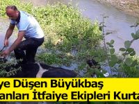 Dereye Düşen Büyükbaş Hayvanları İtfaiye Ekipleri Kurtardı