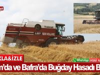 Alaçam’da ve Bafra’da Buğday Hasadı Başladı