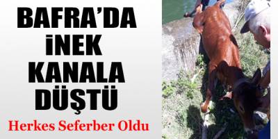 Bafra'da İnek Sulama Kanalına Düştü
