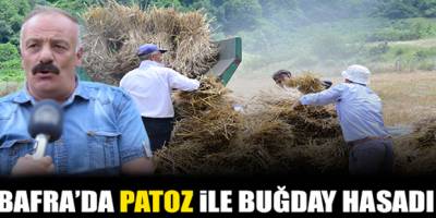Bafra'da eski usül hasad yapıyorlar