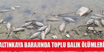 Altınkaya Barajında Toplu Balık Ölümü