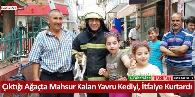 Çıktığı Ağaçta Mahsur Kalan Yavru Kediyi, İtfaiye Kurtardı