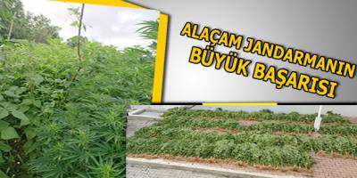 Alaçam Jandarmadan Kenevir Operasyonu