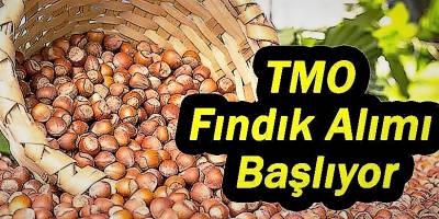 Toprak Mahsulleri Ofisi Fındık Müdahale Alımlarına Başlıyor