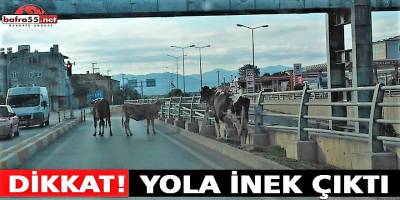 Dikkat! Yola İnek Çıktı