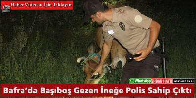 Bafra’da Başıboş Gezen İneğe Polis Sahip Çıktı