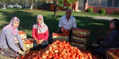 DOMATES EKEREK DEĞERLENDİRDİ