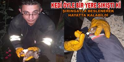 Girdiği Tuvalet borusuna sıkışan kediyi itfaiye kurtardı