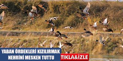 YABAN ÖRDEKLERİ KIZILIRMAK NEHRİNİ MESKEN TUTTU