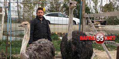 Bafra'da Deve Kuşu Üretiyor