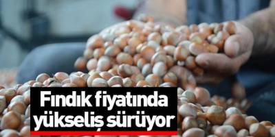 Fındık fiyatında artış sürüyor