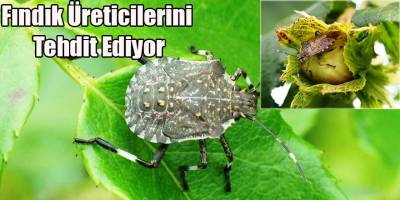 Fındık Üreticilerini Tehdit Ediyor