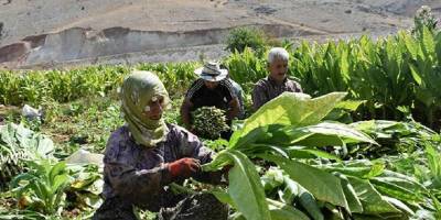 Türkiye’de Tütün İhracatı Yüzde 120 Arttı