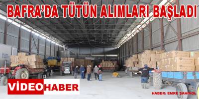 Bafra'da Tütün Alımları Başladı