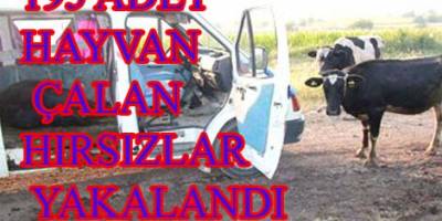 HAYVAN HIRSIZLARI YAKALANDI