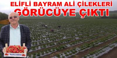 Üreticiler Bu Yıl Çilek Hasadından Ümitli