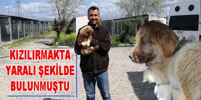 Yaralı Köpeği Hayvansever bir vatandaş kurtardı