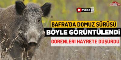 Yola İnen Domuz Sürüsü Görenleri Hayrete Düşürdü