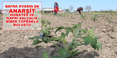 Bafra Ovasın da Anarşit Domates ve Kapri Salçalık Biber Toprakla Buluştu