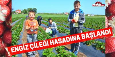 ENGİZ ÇİLEĞİ HASADINA BAŞLANDI