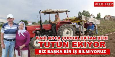 Bafra Ovasında Tütün Ekimi Başladı