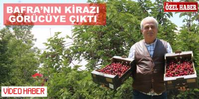 Bafra'da Turfanda Kiraz Hasadı Başladı