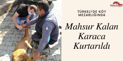 Mahsur Kalan Karaca Kurtarıldı