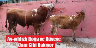 Ay-yıldızlı Boğa ve Düveye Canı Gibi Bakıyor